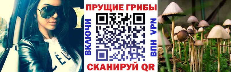 blacksprut как войти  Короча  Псилоцибиновые грибы Cubensis  как найти закладки 